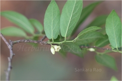 Diospyros cordifolia